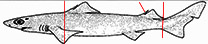 Centrophorus granulosus_dibujo.jpg